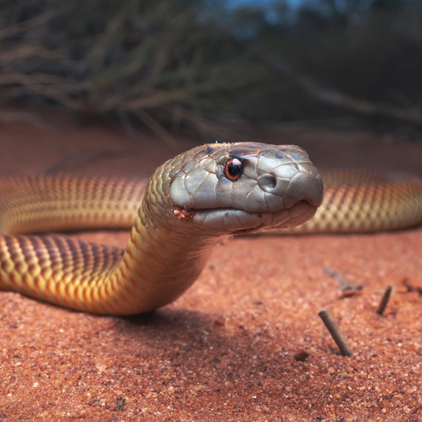 All About Reptiles @ Coonabarabran